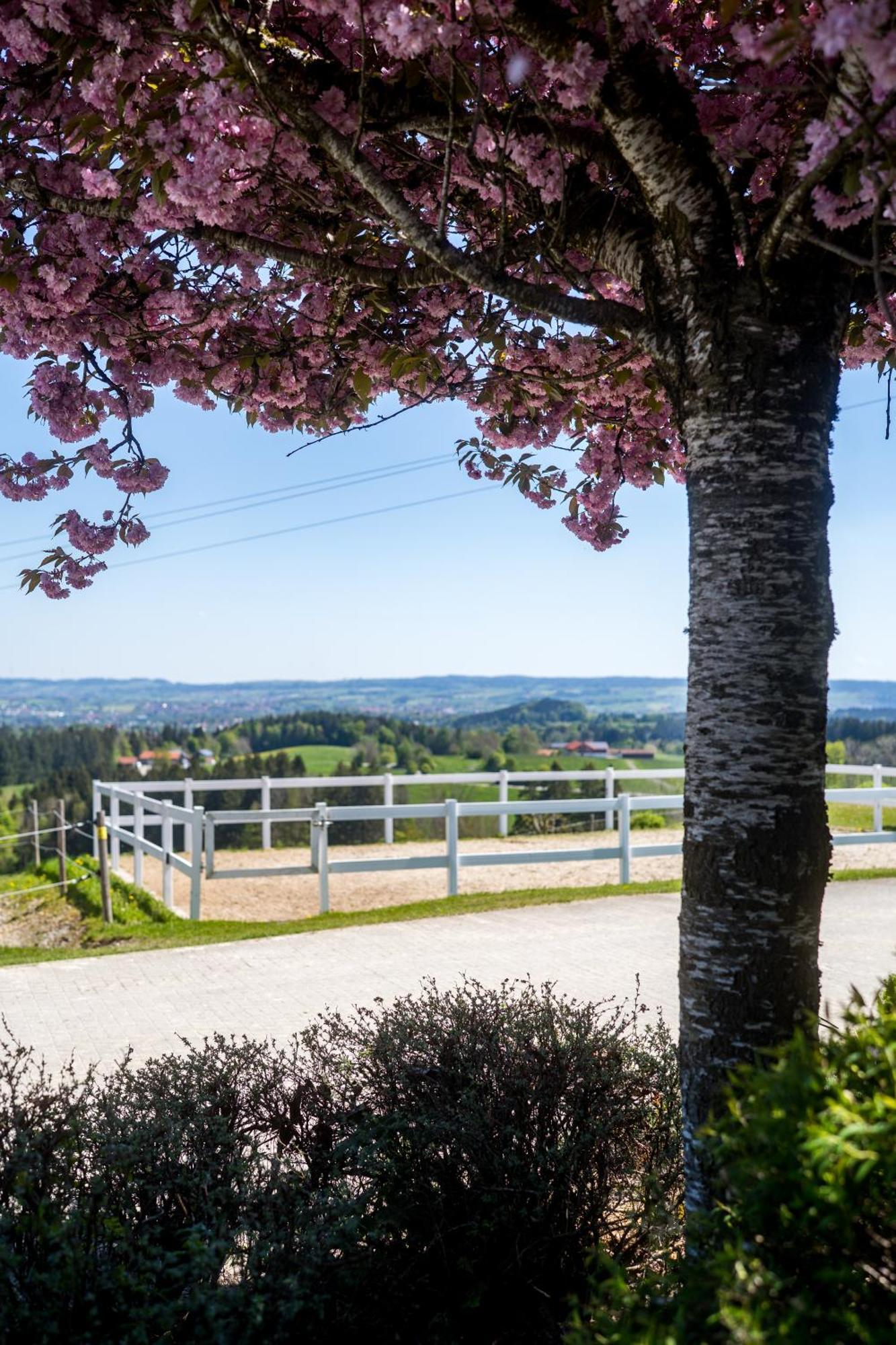 Gut Buchenhof Lägenhet Buchenberg  Exteriör bild